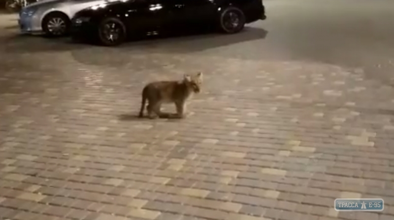 Маленький львенок сбежал от хозяев в Одессе и гулял во дворе жилого дома (видео)