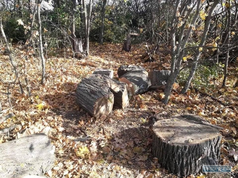 Браконьеры вырубают лес в Ивановском районе уже в промышленных масштабах