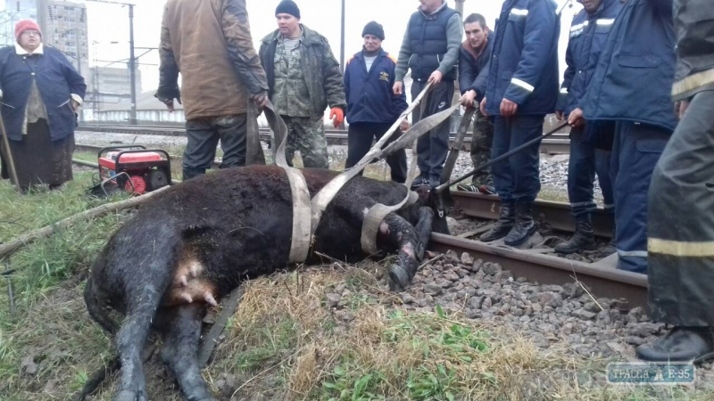 Тринадцать спасателей доставали корову, упавшую в ливневую яму в Березовском районе