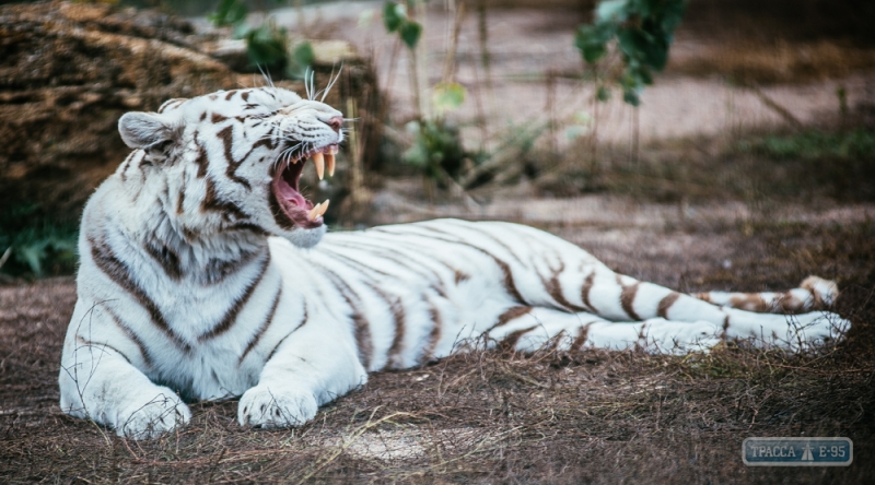 Тигры и львы одесского биопарка (фоторепортаж)