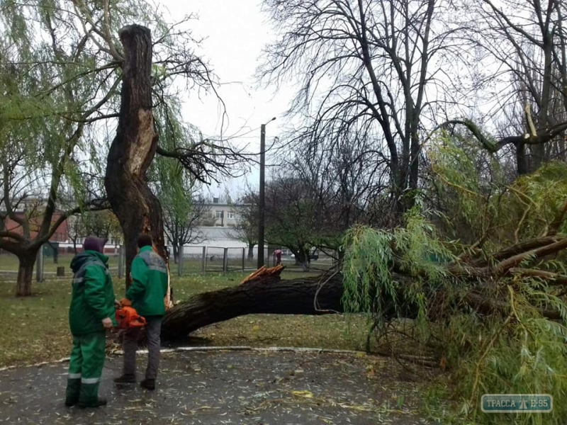 Коммунальщики ликвидируют последствия непогоды в Одессе: повалено 23 дерева и семь крупных веток