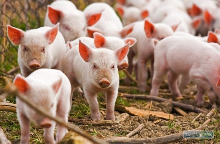 Из-за туристов, птиц и грызунов поголовье свиней в Одесской области сократилось почти на 53% – СМИ
