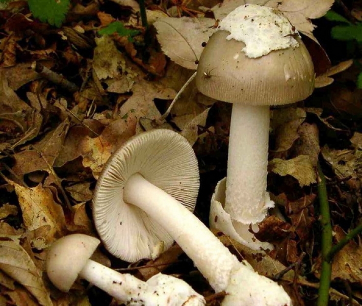 Многодетная семья из Одесской области отравилась грибами