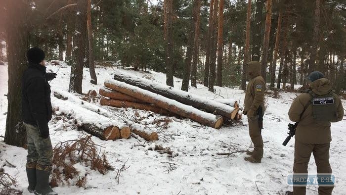 СБУ блокировала разворовывание древесины в гослесхозе на Одесщине (фото)