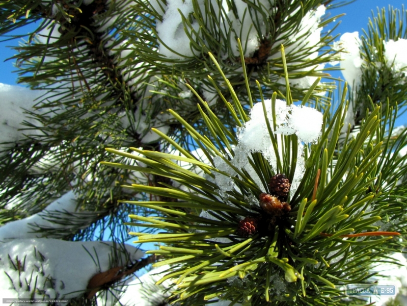 Лесхозы Одесской области подготовили на продажу 22,8 тысяч новогодних елок