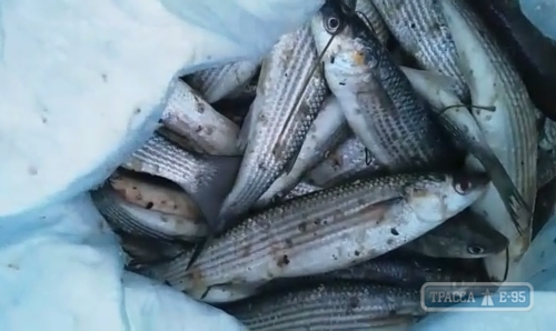 Черноморский рыбоохранный патруль вернул в природную среду кефали на 300 тыс. грн из бесхозных сетей