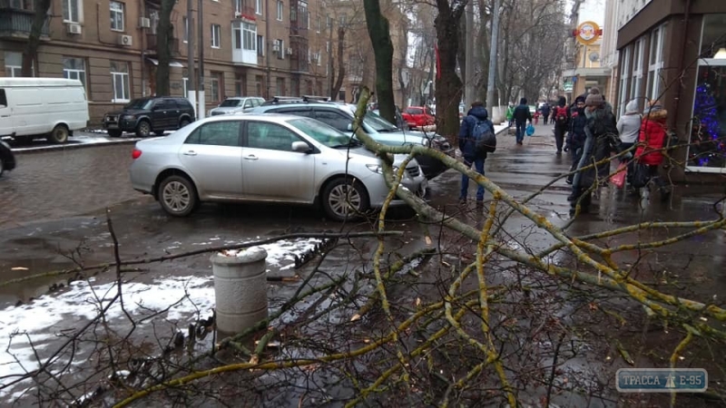 Крупная ветка рухнула на припаркованные автомобили в центре Одессы