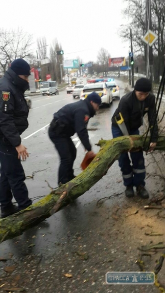 Огромная ветка перекрыла движение на Николаевской дороге в Одессе, ее убирали патрульные