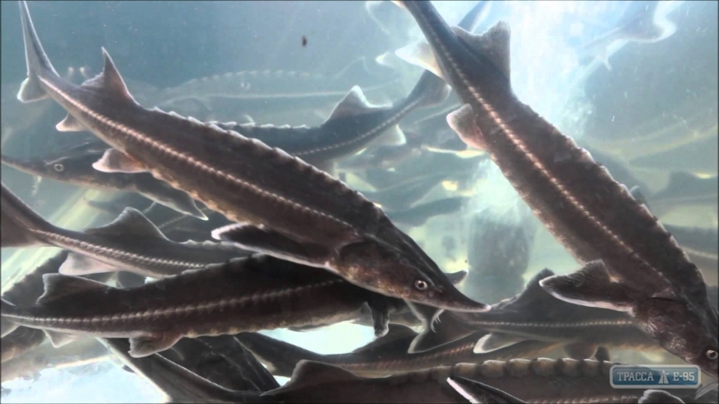Одесский рыбоохранный патруль в 10 раз увеличил раскрываемость случаев вылова краснокнижной рыбы