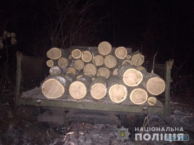 Двое местных жителей в Ананьевском районе вырубили деревья дуба ради отопления собственного жилья