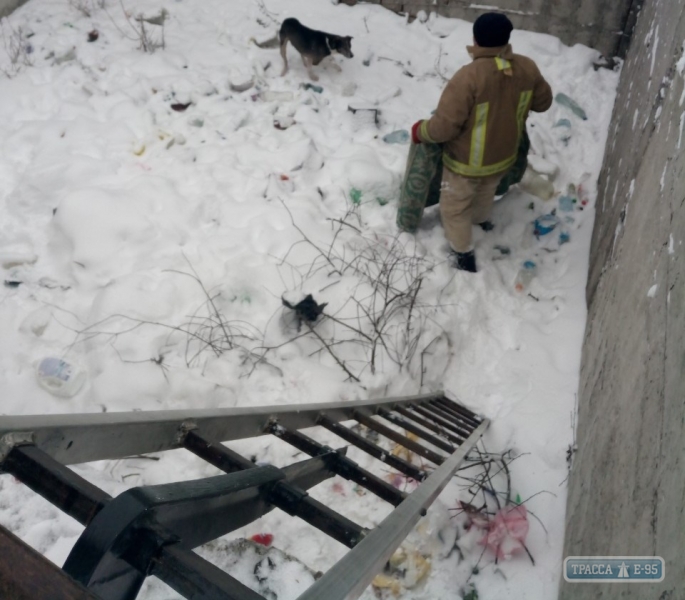 Ширяевские спасатели помогли кошке и собаке, которые провалились в глубокую яму