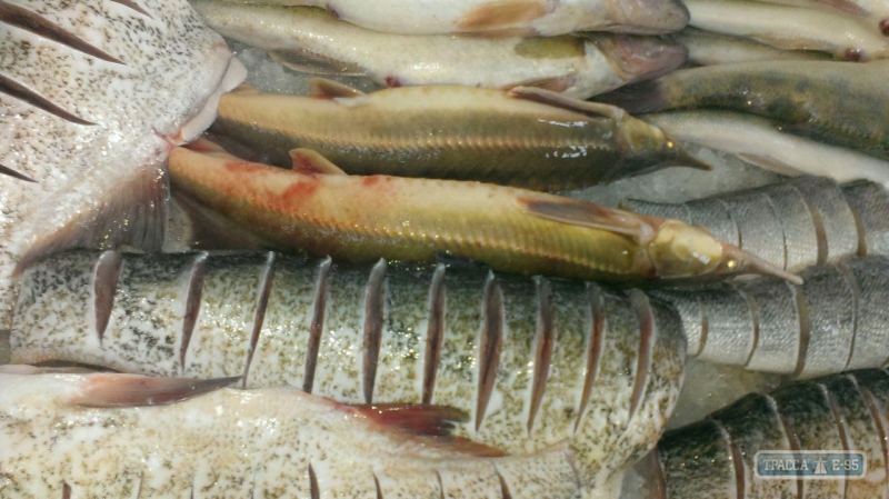 Одесский рыбоохранный патруль остановил незаконную продажу краснокнижного осетра