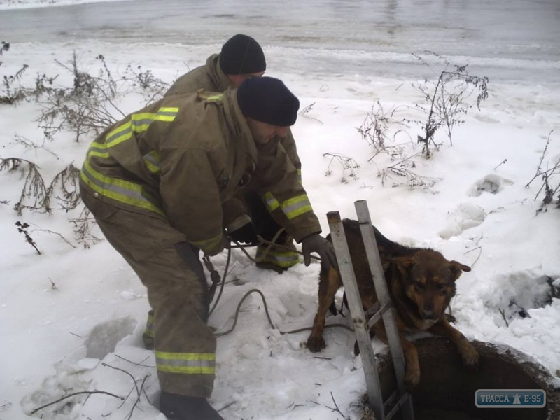 Раздельнянские спасатели достали упавшую в водопроводный колодец собаку