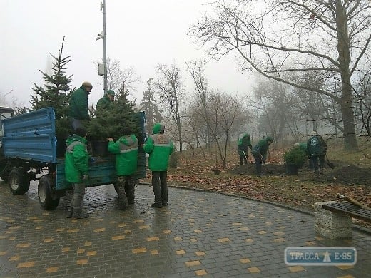 Коммунальщики высадили четырнадцать елей в одесском парке Победы