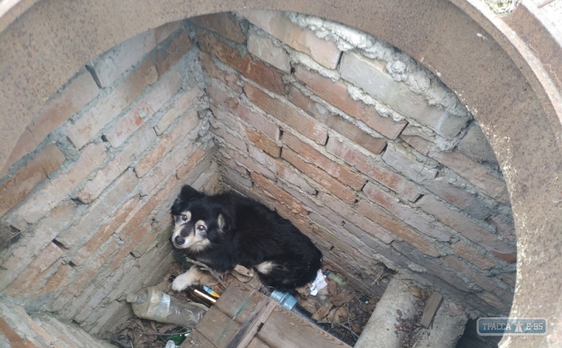 Овидиопольские спасатели вызволили пса, который провалился в люк