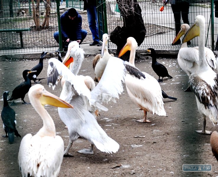 Розовые пеликаны названы самой романтичной парой Одесского зоопарка (фоторепортаж)