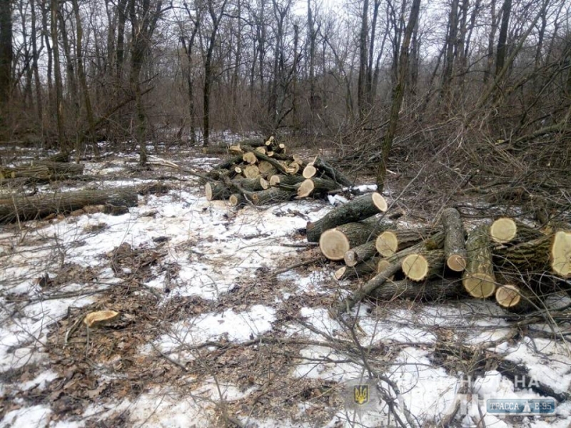 Полицейские Балтского района на севере Одесщины задержали злоумышленников, незаконно рубивших лес