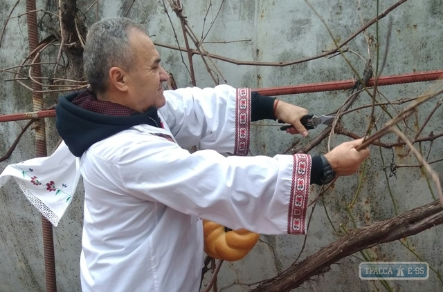Жители двух районов Одесской области отметили праздник покровителя виноградарей Трифона Зарезана