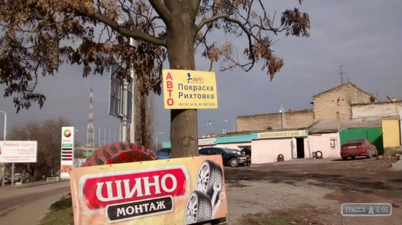 Одесские коммунальщики освободили городские деревья от незаконной рекламы