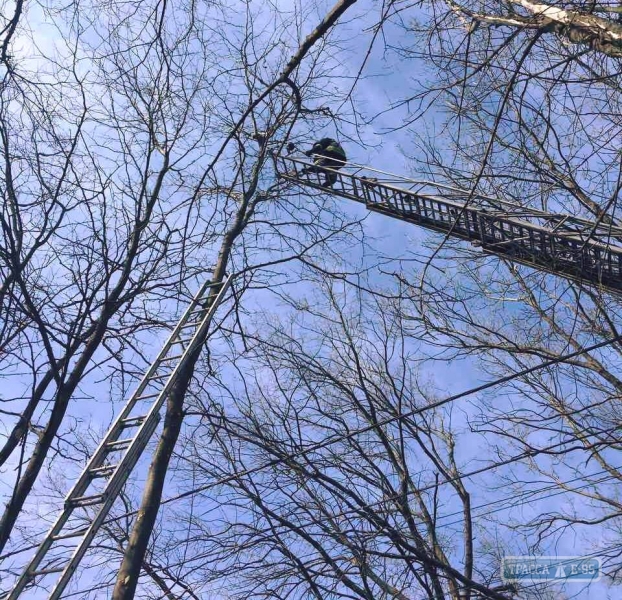 Одесские спасатели сняли с высокого дерева кота