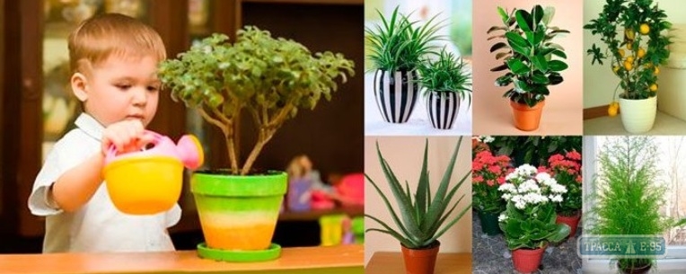 Озеленение детской комнаты: ТОП 10 растений