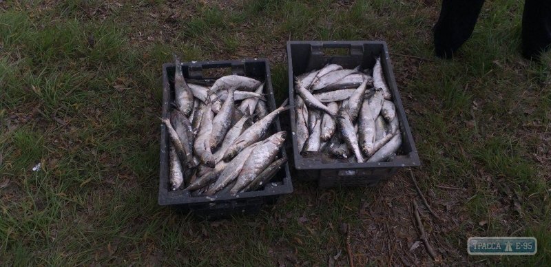 Браконьеры выловили на Дунае рыбы на 32 тысячи гривен