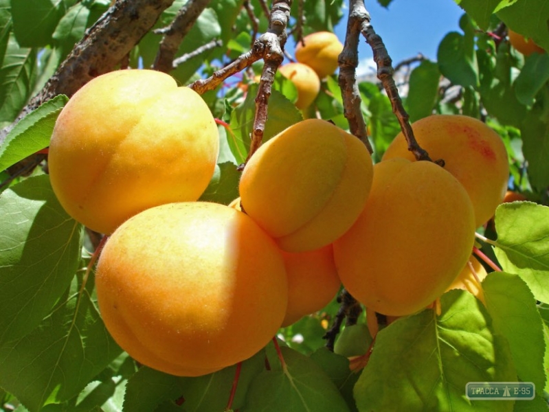 В Одесской области заморозки уничтожили будущий урожай абрикосов. Под угрозой черешня и персик
