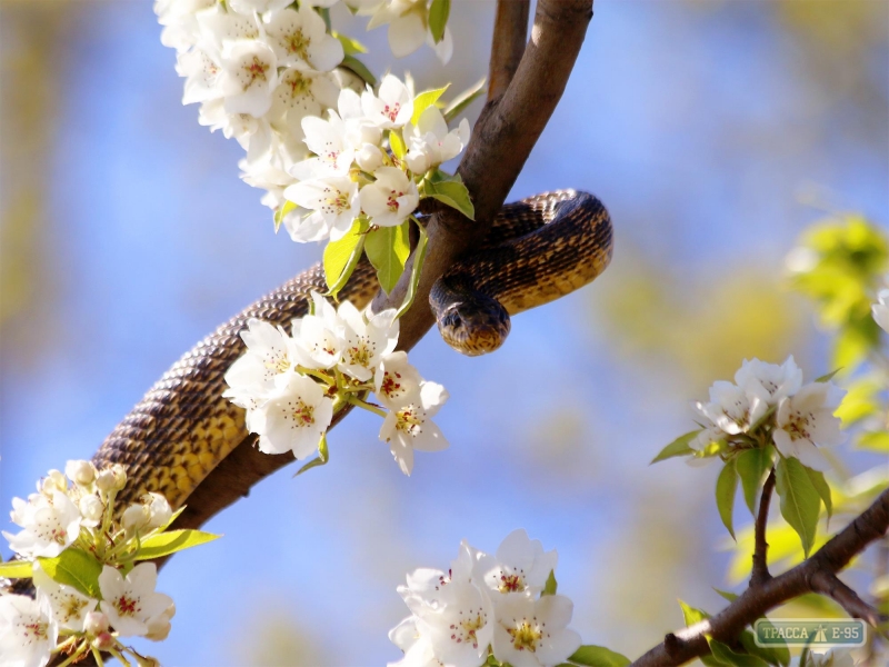 Цветущие деревья заповедного парка в Одесской области облюбовали змеи