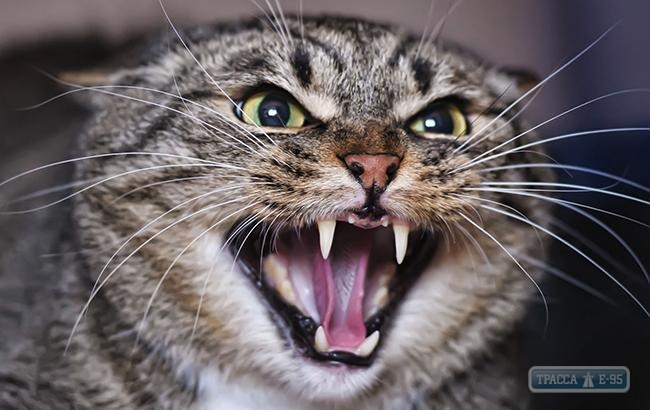 Власти Измаильского района объявили карантин из-за бешенства домашней кошки
