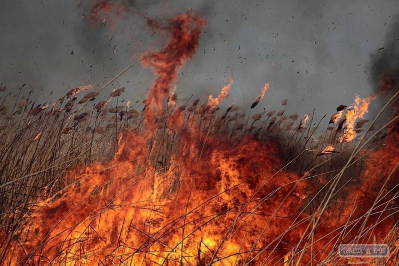 Килийские спасатели потушили пожар в лесничестве, не допустив возгорания соснового леса