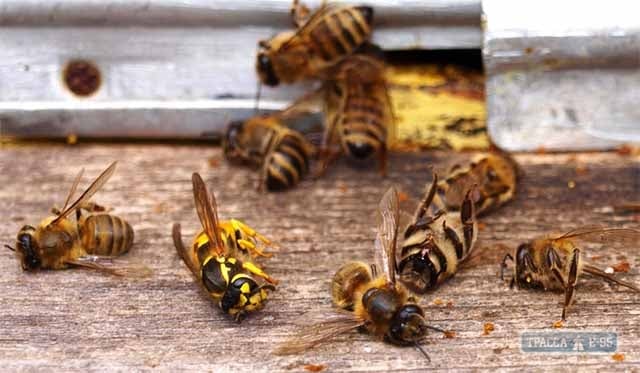 Массовая гибель пчел произошла в селе на юге Одесской области