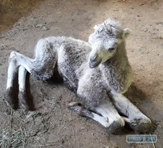 Пара двугорбых верблюдов обзавелась потомством в Одесском зоопарке