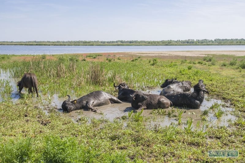 Экологи вернули водяных буйволов на остров Ермаков в дельте Дуная
