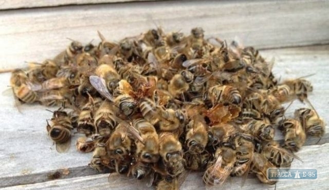 Массовая гибель пчел на юге Одесской области: пчеловоды и фермер договорились о компенсации