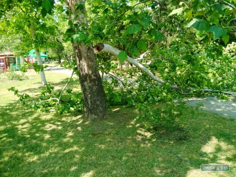 Ураганный ветер повалил десяток деревьев в Одессе 