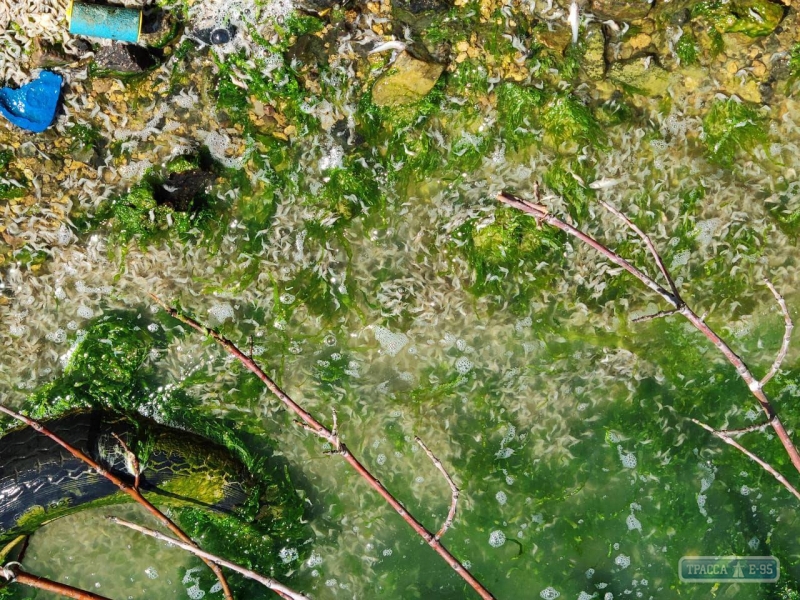 Массовая гибель креветок и некоторых видов рыб произошла в Хаджибейском лимане