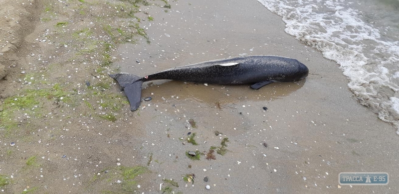 На побережье Одессы обнаружены убитые и изуродованные дельфины (фото)