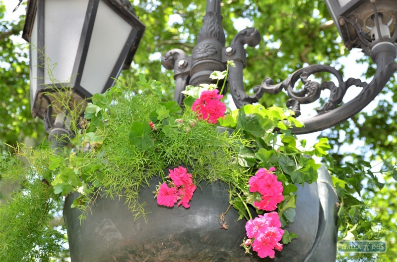 Озеленители украсят одесские улицы сотнями подвесных ваз с цветами (фото)