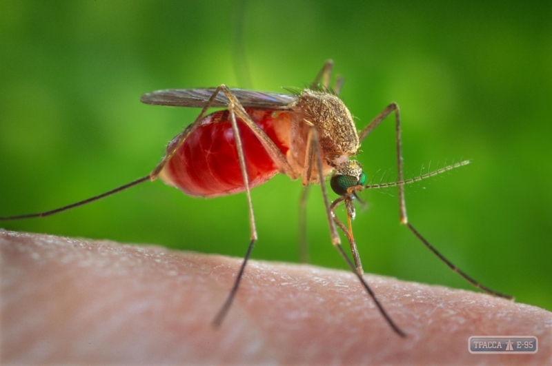 Жителей Измаила атакуют комары со всего района