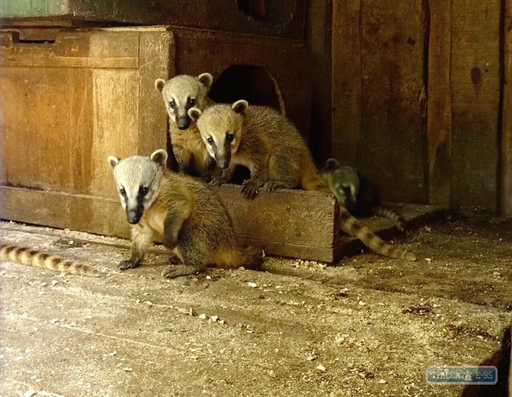 Новые питомцы появились на свет в Одесском зоопарке