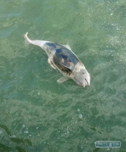 Мертвый дельфин обнаружен в районе Одесского порта