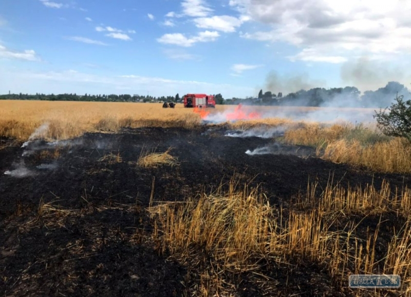 Пшеничное поле горело под Одессой