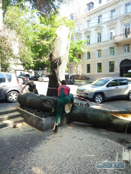 Огромное дерево рухнуло на Дерибасовской в Одессе (обновлено)