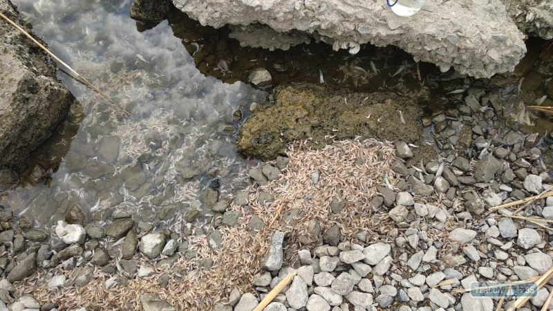 Специалисты зафиксировали новый факт замора рыбы и креветок на Хаджибейском лимане