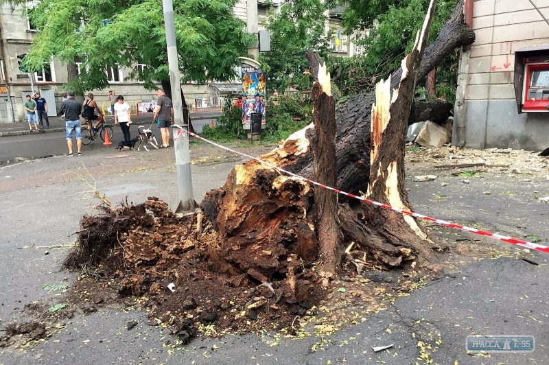 400 коммунальщиков продолжают ликвидировать последствия массового падения деревьев и веток в Одессе