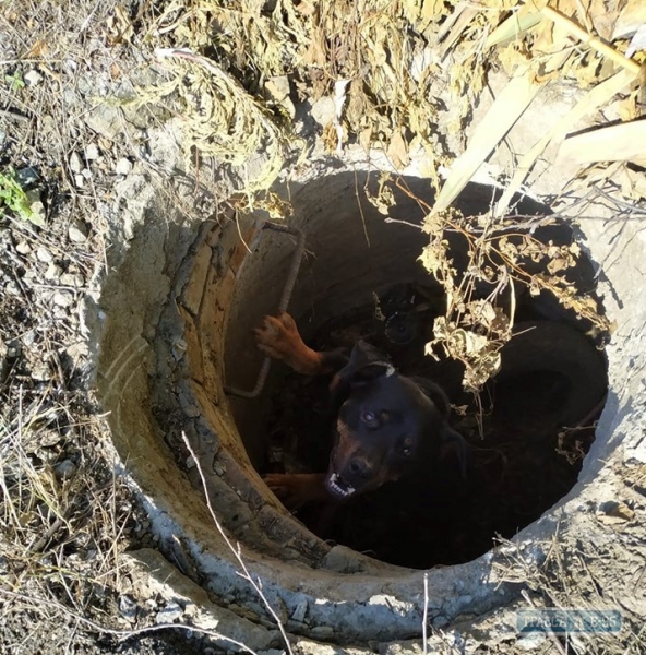 Сотрудники ГСЧС спасли собаку, которая упала в водопроводный колодец в Измаиле