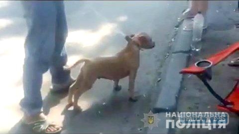 Житель Беляевского района украл у соседки собаку и продал ее на Староконном рынке в Одессе