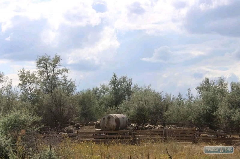 В Ивановском районе обнаружили отару овец-нелегалов