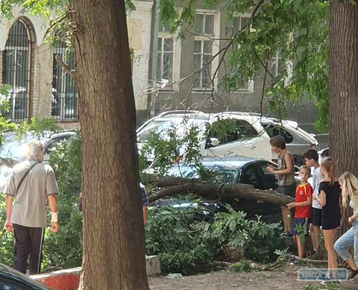 Огромная ветка упала в Старобазарном сквере в Одессе, повредив две машины