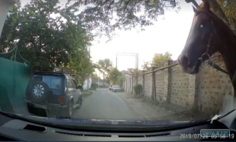Одесские патрульные остановили коня на скаку (видео)
